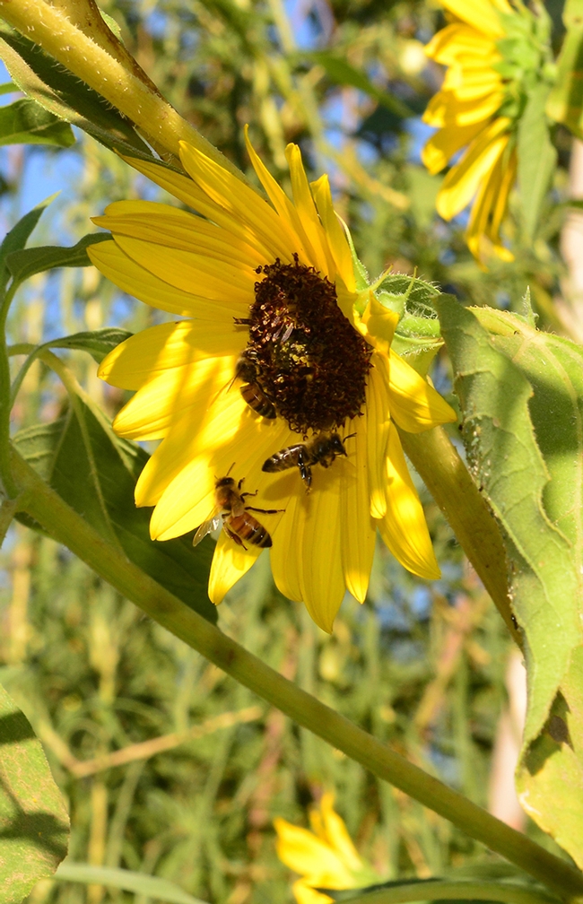 Two bees on a sunflower. Bees from the nearby Harry H. Laidlaw Jr. Honey Bee Research Center frequent the garden. (Photo by Kathy Keatley Garvey)