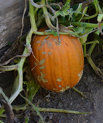 Pumpkins are among the plants in the haven. (Photo by Kathy Keatley Garvey)