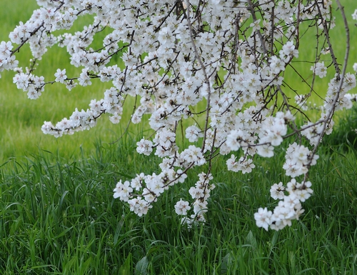 Lovely almond blossoms