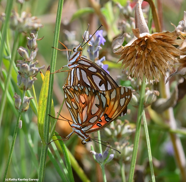Two Gulf Fritillaries doing what comes naturally. (Photo by Kathy Keatley Garvey)
