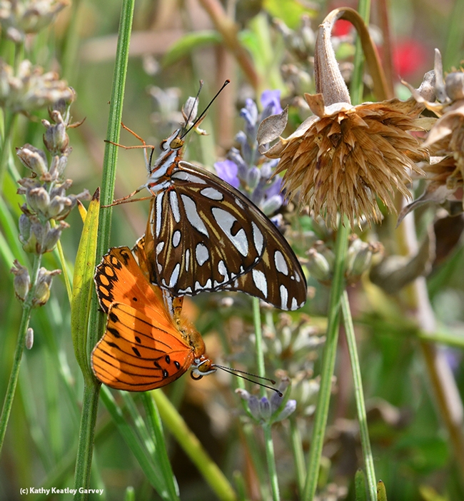 A butterfly passing by prompted this Gulf Frit male to react, by opening its wings.. (Photo by Kathy Keatley Garvey)