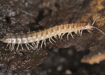 Millipede, Chamberlinius hualienensis, found in southern Japan. (Photo by Yuko Ishida)