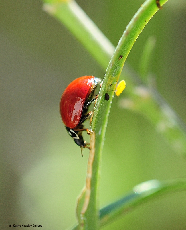 A lady beetle munching on an aphid while another aphid (far right) looks on. (Photo by Kathy Keatley Garvey)
