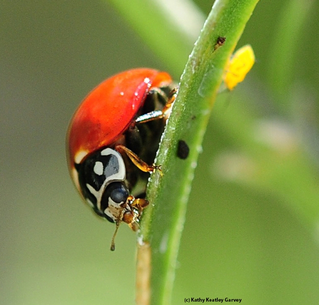 Close-up of a lady beetle eating an aphid. (Photo by Kathy Keatley Garvey)