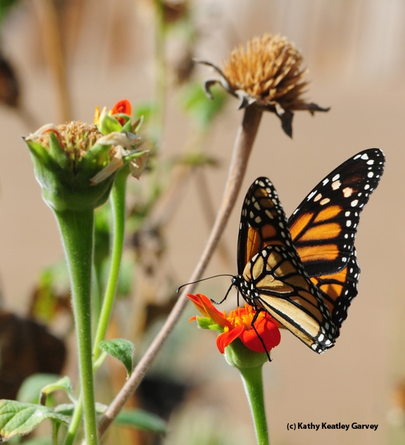 A monarch lands on a Mexican sunflower (Tithonia) in Vacaville, Calif. It may head to an overwintering site in Santa Cruz. (Photo by Kathy Keatley Garvey)