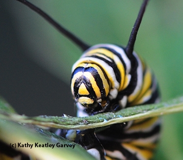 Monarch caterpillars feed only on milkweed. (Photo by Kathy Keatley Garvey)