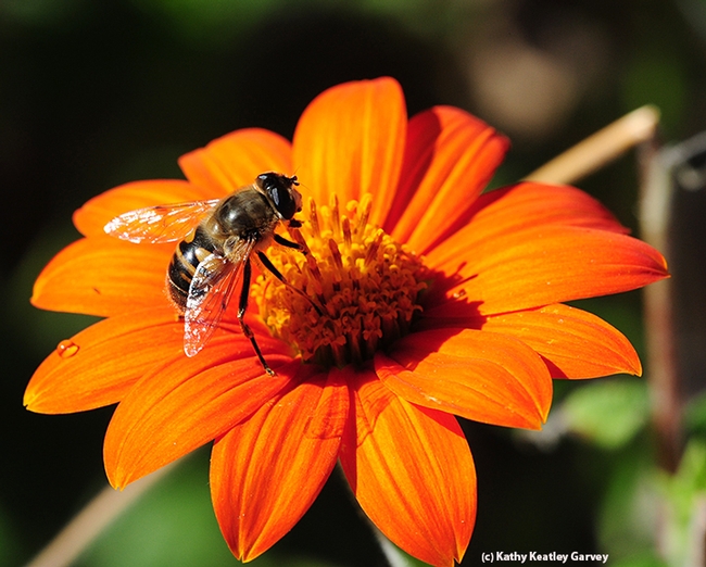 A drone fly, Eristalis tenax, foraging on a Mexican sunflower (Tithonia). (Photo by Kathy Keatley Garvey)