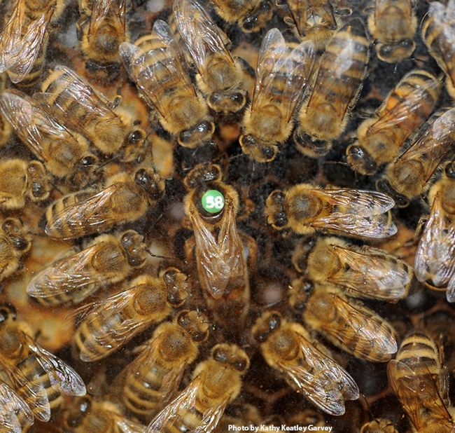 A queen bee circled by her retinue. (Photo by Kathy Keatley Garvey)