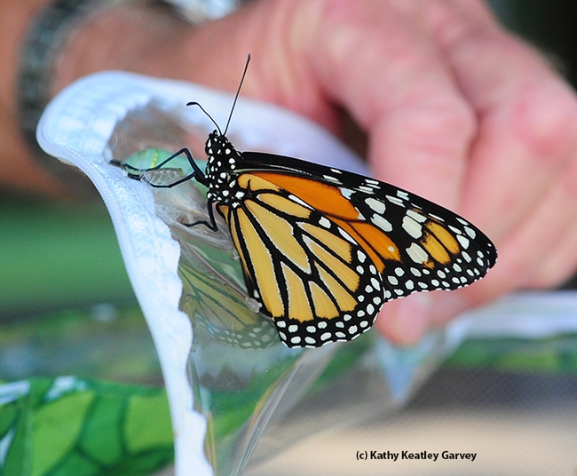 Newly emerged female monarch. (Photo by Kathy Keatley Garvey)