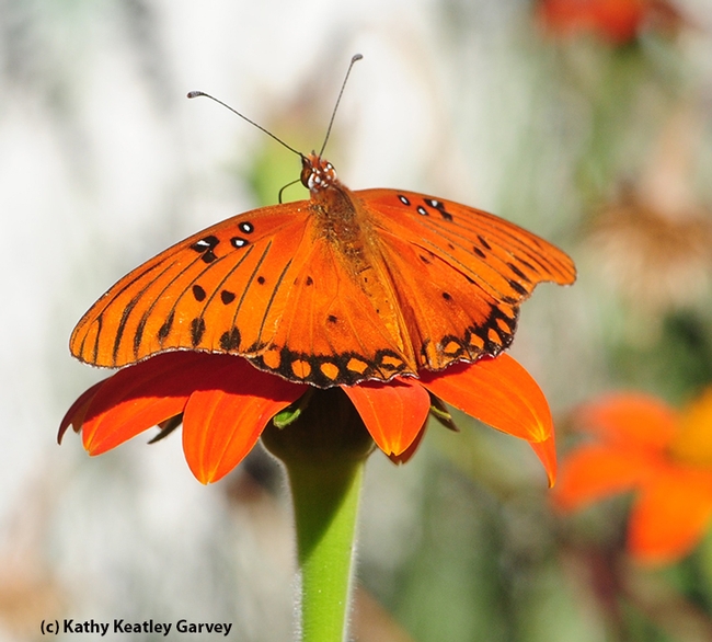 Like a flamenco dancer, the Gulf Fritillary is showy. Here it is on a Mexican sunflower (Tithonia). (Photo by Kathy Keatley Garvey)