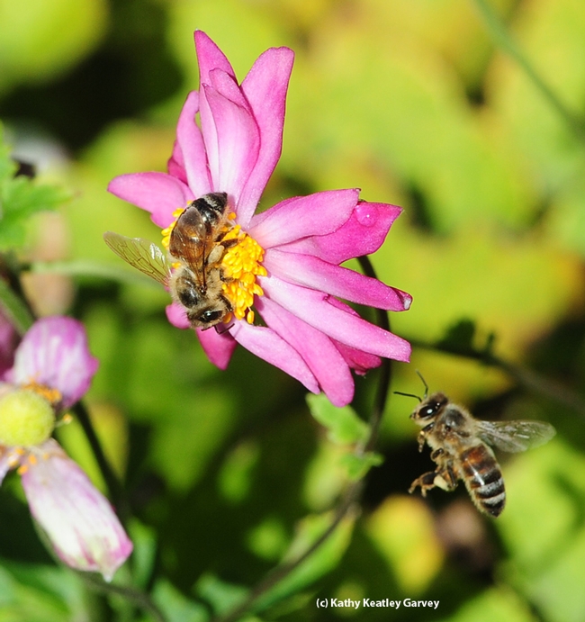After one honey bee leaves, another returns. (Photo by Kathy Keatley Garvey)
