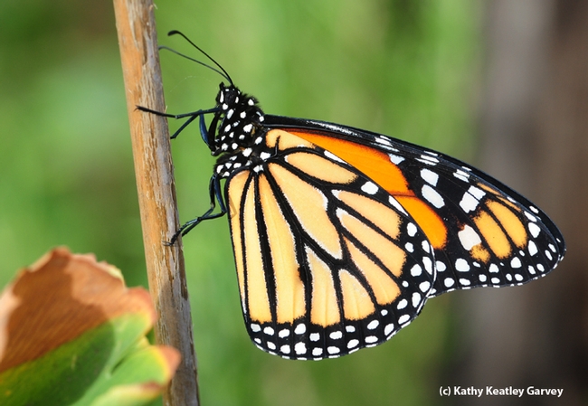 Male monarch soaks up sunshine. (Photo by Kathy Keatley Garvey)