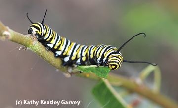Monarch caterpillar nibbling on milkweed. (Photo by Kathy Keatley Garvey)