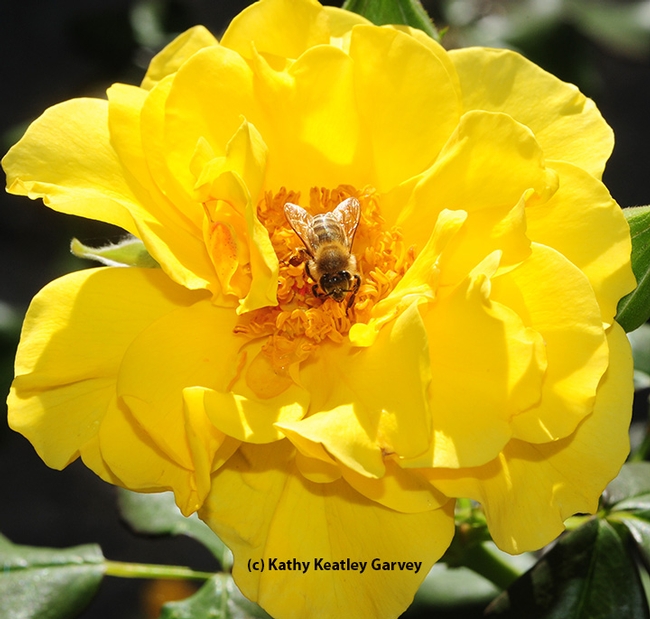A honey bee forages on a yellow rose. (Photo by Kathy Keatley Garvey)