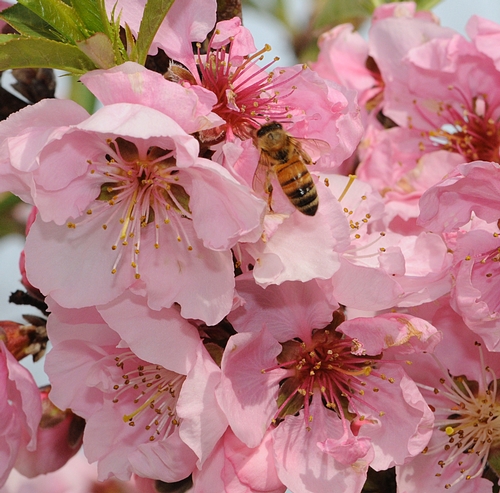 Bee in Nectarine Blossoms