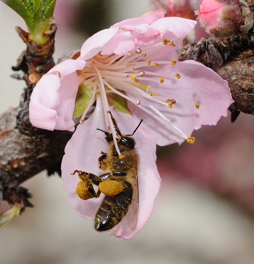 Pollen-Packing Honey Bee