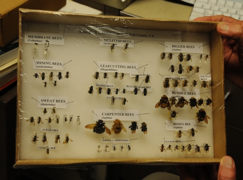 Yolo County Bee Collection