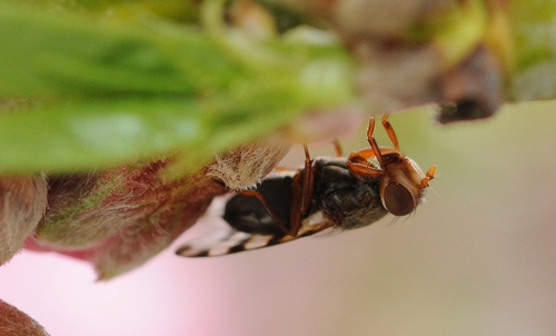 Upside down, a picture-winged fly (Ceroxys latiusculus) on a nectarine tree. (Photo by Kathy Keatley Garvey)