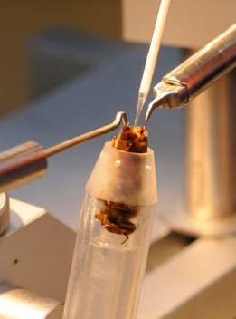 Instrumental insemination is a specialty of bee breeder-geneticist Susan Cobey. (Photo by Kathy Keatley Garvey)
