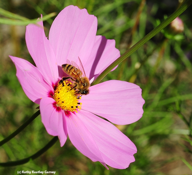 Honey bee foraging on cosmos. (Photo by Kathy Keatley Garvey)