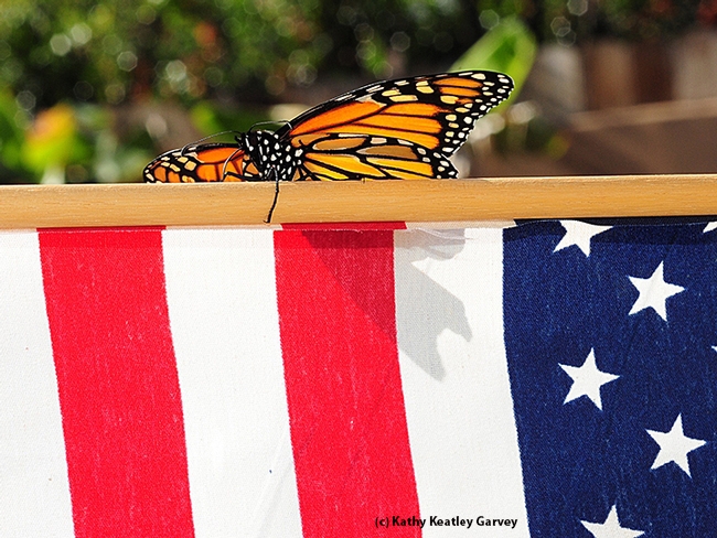 Monarch butterfly peers over the American flag. (Photo by Kathy Keatley Garvey)