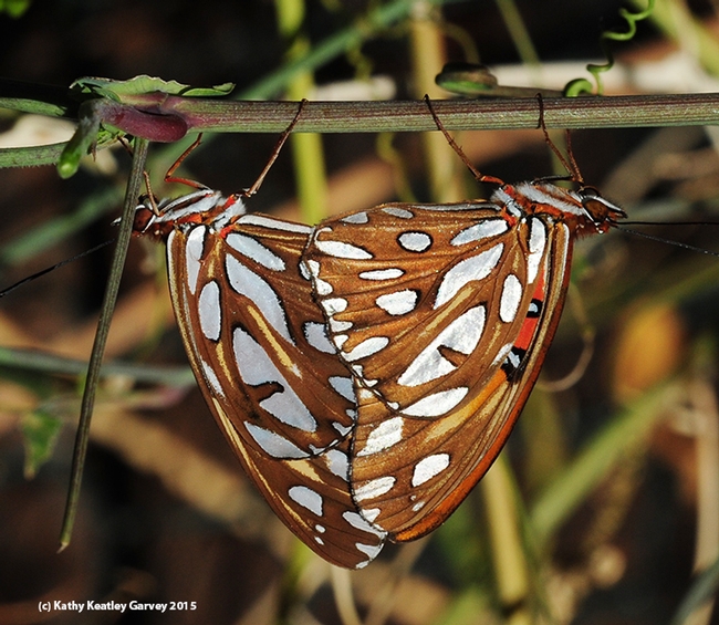 In this photograph,  note the silver-spangled wings of the mating Gulf Fritillaries. (Photo by Kathy Keatley Garvey)