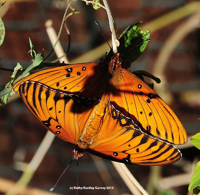 The showy and spectacular Gulf Fritillaries. The shadow is a Passiflora leaf. (Photo by Kathy Keatley Garvey)