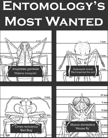 Entomology's Most Wanted--the work of Nicholas Herold and Emily Bzydk, then graduate students at UC Davis.