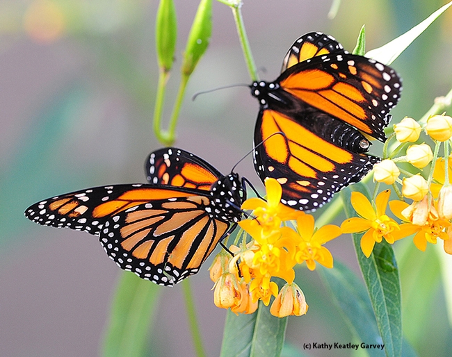 Two monarchs meet. (Photo by Kathy Keatley Garvey)