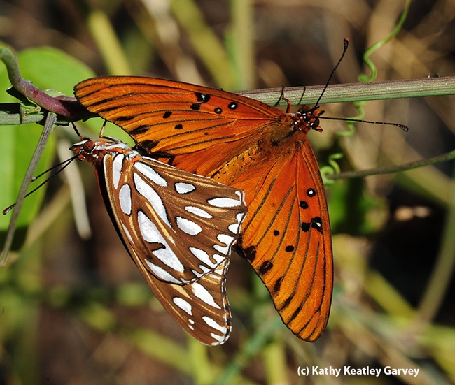 Gulf Fritillaries, aka passion butterflies, mating in the passionflower vine. (Photo by Kathy Keatley Garvey)