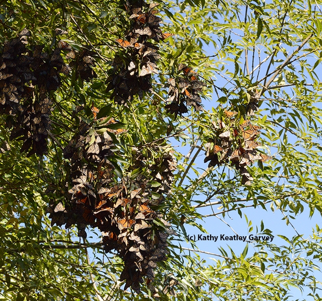 Roosting monarchs at the Berkeley Aquatic Park look like dried leaves, as one observer said. (Photo by Kathy Keatley Garvey)