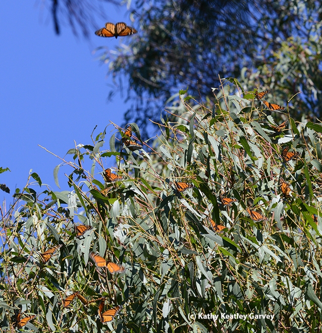 Monarchs roosting in the ash tree fly over to the adjacent eucalyptus tree as the sun warms them. (Photo by Kathy Keatley Garvey)