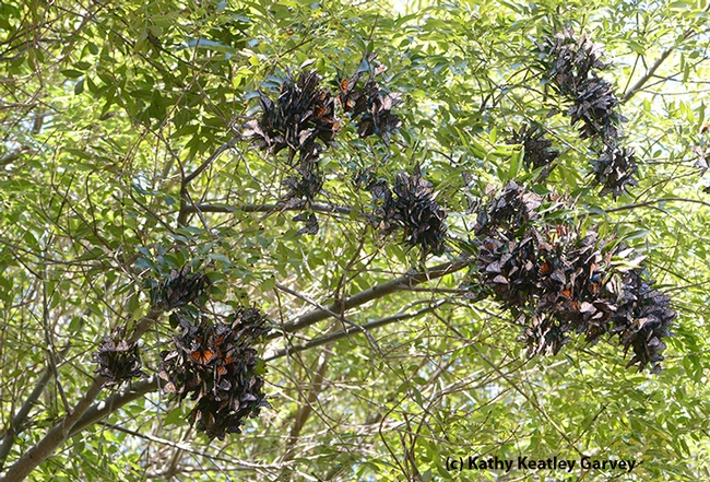 Monarchs roosting in clusters at Berkeley Aquatic Park. (Photo by Kathy Keatley Garvey)