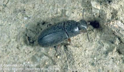 Darkling beetle, adult form of mealworms. (Photo by Jack Kelly Clark, UC Integrated Pest Management Program)