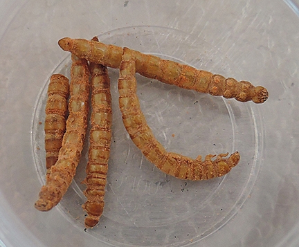 Humans engaging in entomophagy often eat mealworms. They are commonly fed to captive reptiles and amphibians. (Photo by Kathy Keatley Garvey)
