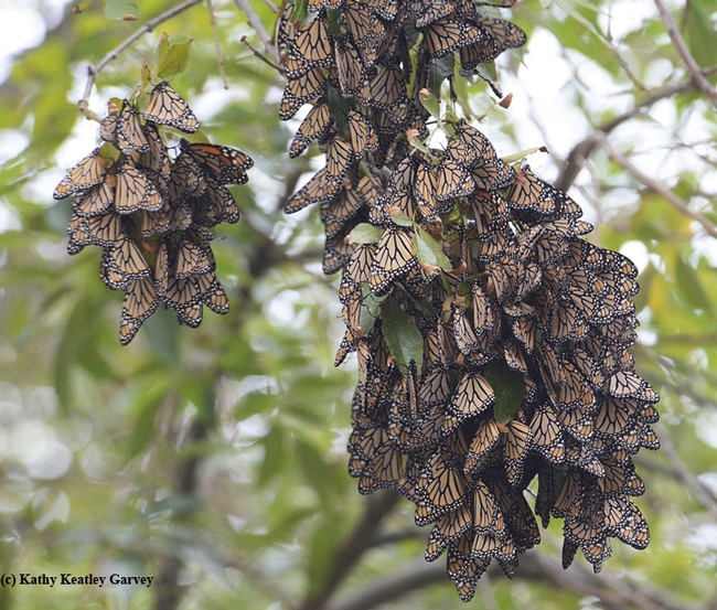 The roosting monarchs look like dead leaves except for the occasional glitter of orange as they seek better positoning. (Photo by Kathy Keatley Garvey)