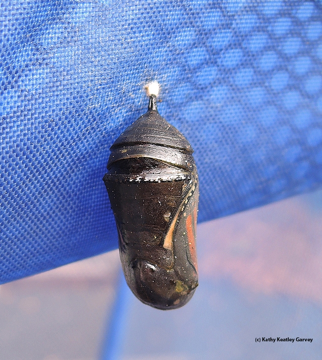 This monarch chrysalis, hanging outdoors in a hamper, is apparently not viable. It turned from jade green to back on Nov. 15.  (Photo by Kathy Keatley Garvey)