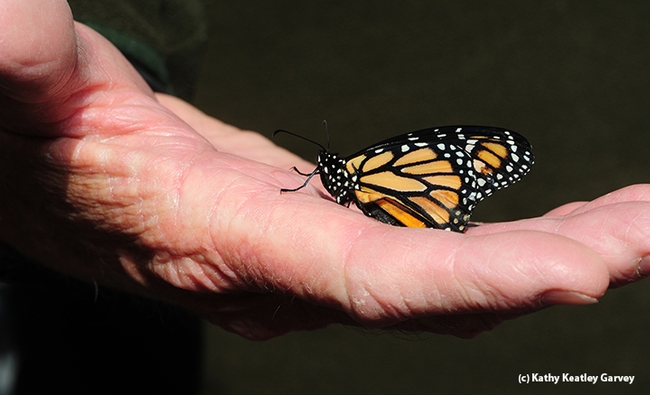 An earlier success in monarch rearing.  (Photo by Kathy Keatley Garvey)
