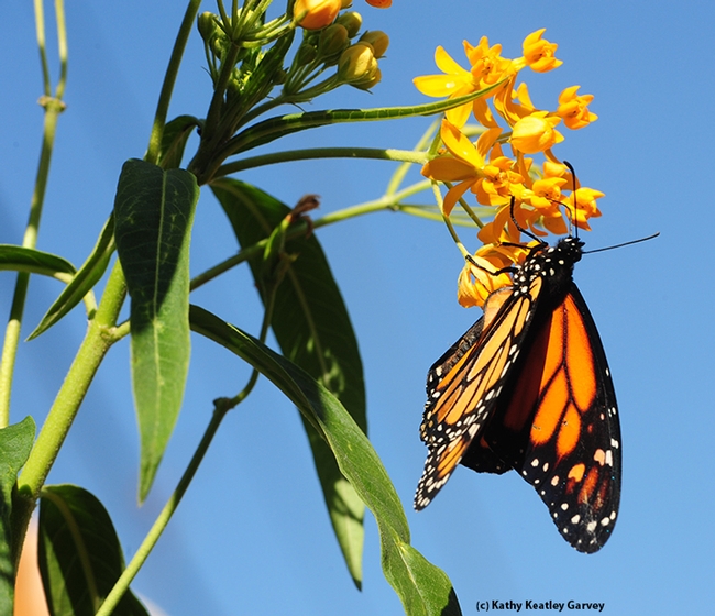 A newly released monarch on a milkweed. (Photo by Kathy Keatley Garvey)