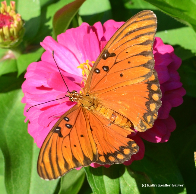 A  Gulf Fritillary (Agraulis vanillae) lands on a pink zinnia. Good thing the fashion police aren't around.(Photo by Kathy Keatley Garvey)