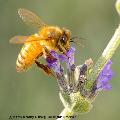GOLDEN BEE found her way into the lyrics of the UC Davis Department of Entomology's 