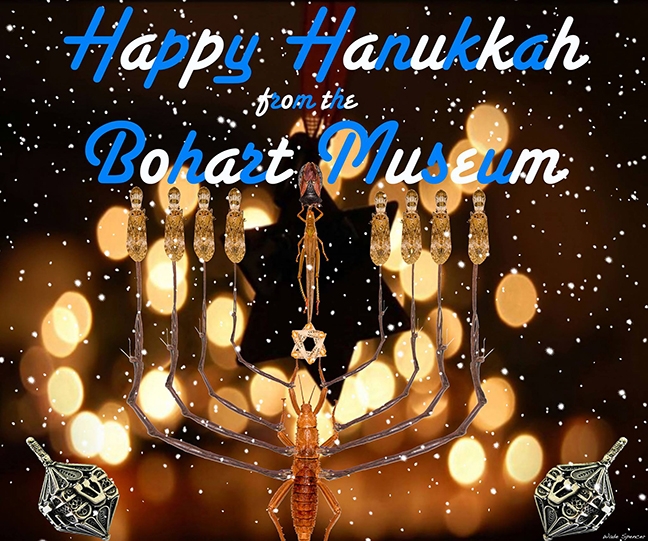 Happy Hanukkah! With stick insects. (Image by Wade Spencer)