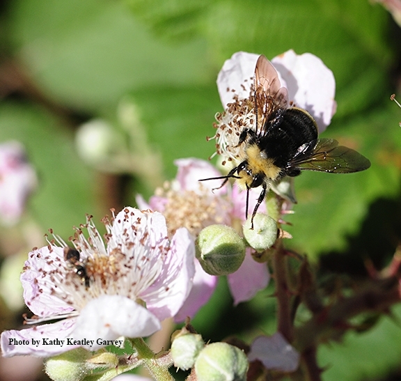 A yellow-faced bumble bee, Bombus vosnesenskii, foraging on wild blackberry blossom. (Photo by Kathy Keatley Garvey)