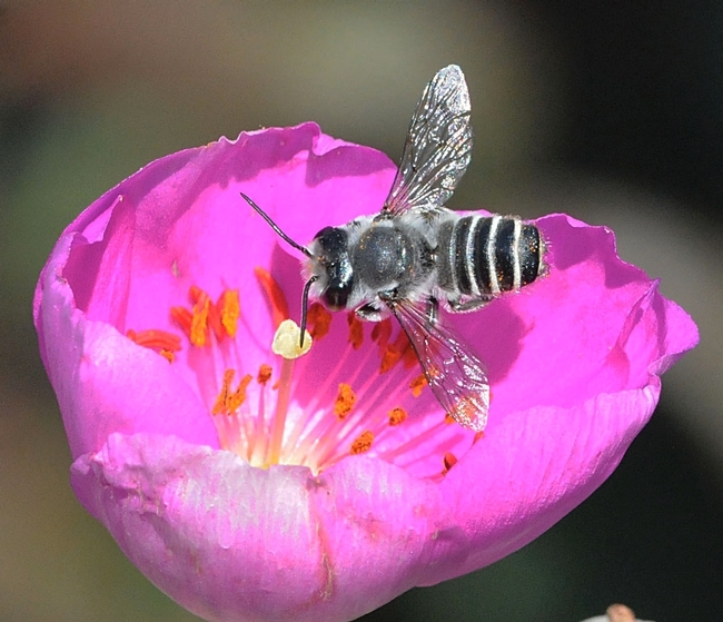 Leafcutter bees  pollinate alfalfa, carrots, other vegetables and some fruits. This one is foraging on a rock purslane. (Photo by Kathy Keatley Garvey)