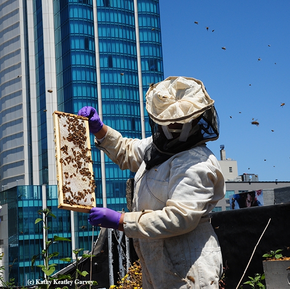 Queen Turner, head of beekeeping in Botswana's Ministry of Agriculture, holds a frame on the San Francisco Chronicle rooftop. (Photo by Kathy Keatley Garvey)