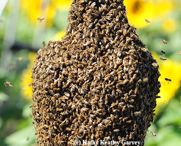 Bee cluster. (Photo by Kathy Keatley Garvey)