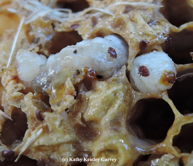 Varroa mites are Pubic Enemy No. 1 of beekeepers. (Photo by Kathy Keatley Garvey)