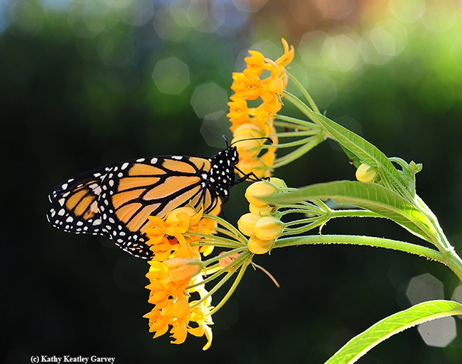 A monarch butterfly nectaring on its host plant, milkweed, in Vacavile, Calif. Monarchs west of the Rockies overwinter along the California coast, and monarchs east of the Rockers overwinter in central Mexico. (Photo by Kathy Keatley Garvey)