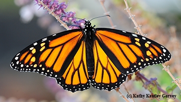 A female monarch. (Photo by Kathy Keatley Garvey)