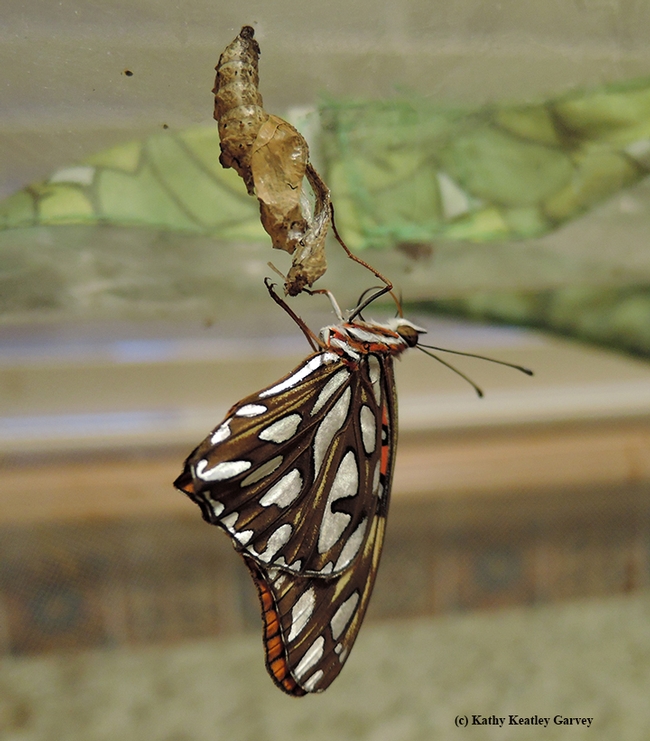 A newly eclosed Gulf Fritillary. Note the pupal case. (Photo by Kathy Keatley Garvey)
